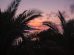 silhouette of trees during sunset